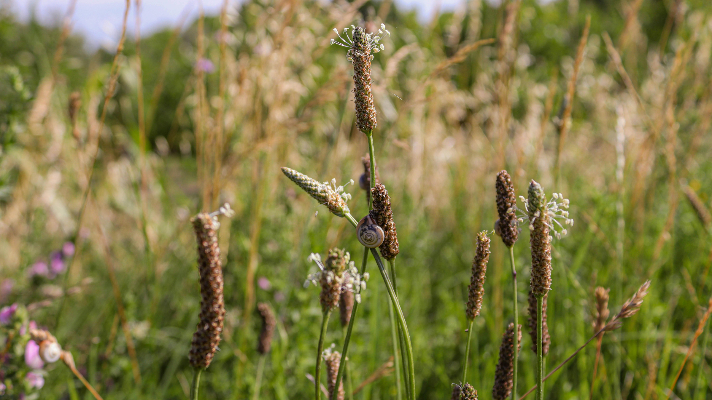 Llantén menor (Plantago lanceolata)