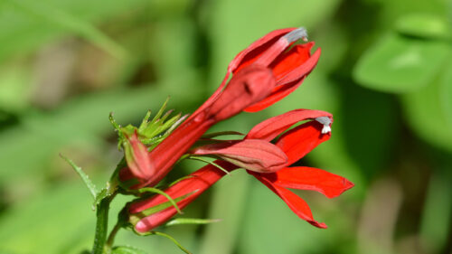 Cómo cuidar la lobelia roja (Lobelia cardinalis)