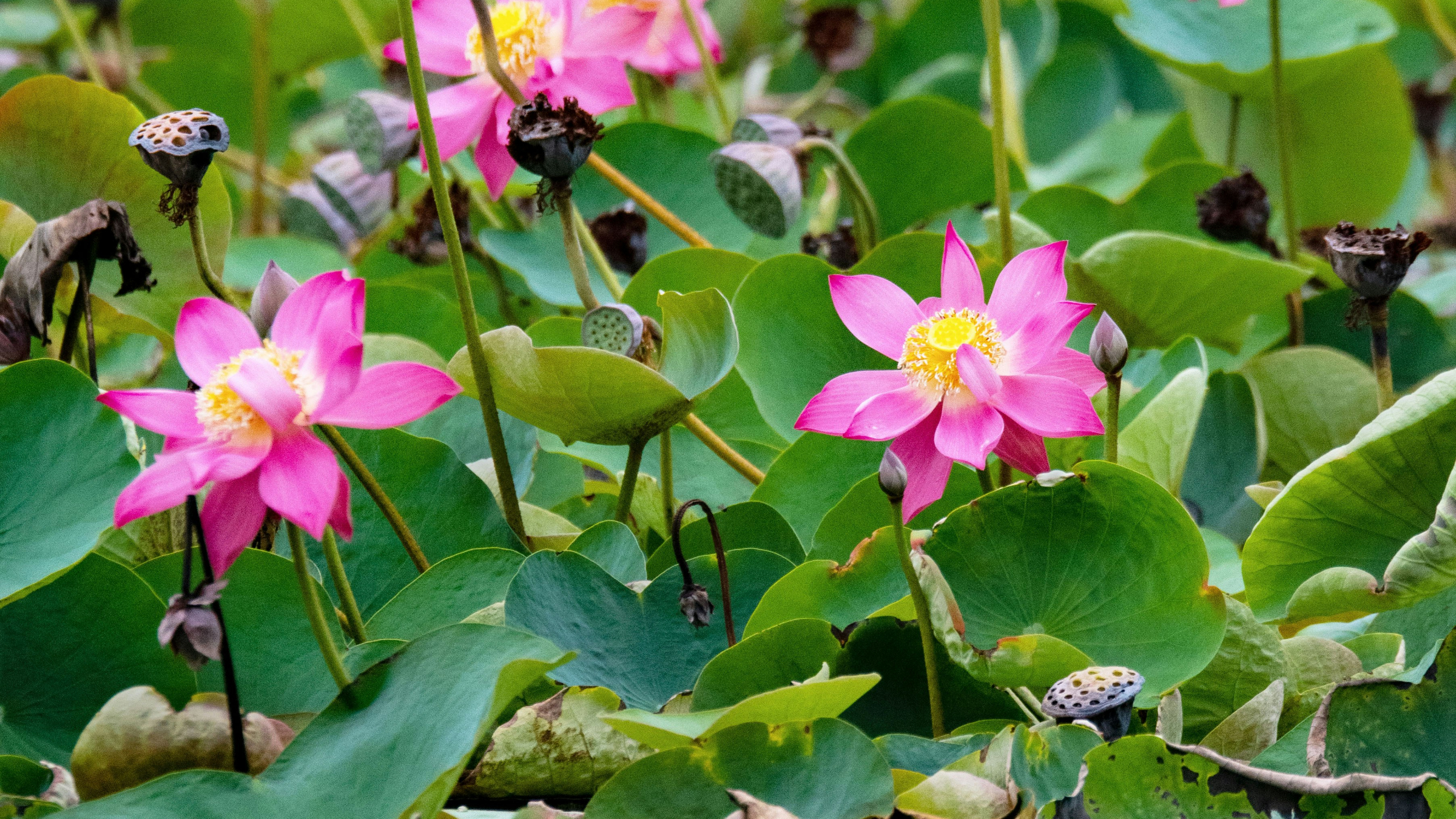 Loto sagrado (Nelumbo nucifera)