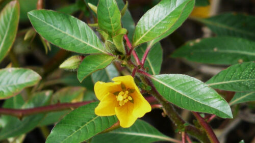 Cómo cuidar la ludwigia roja (Ludwigia repens)