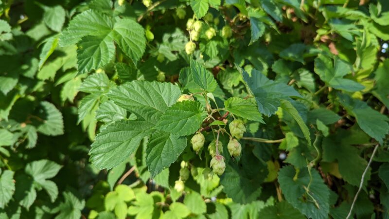 Cómo cuidar el lúpulo (Humulus lupulus)