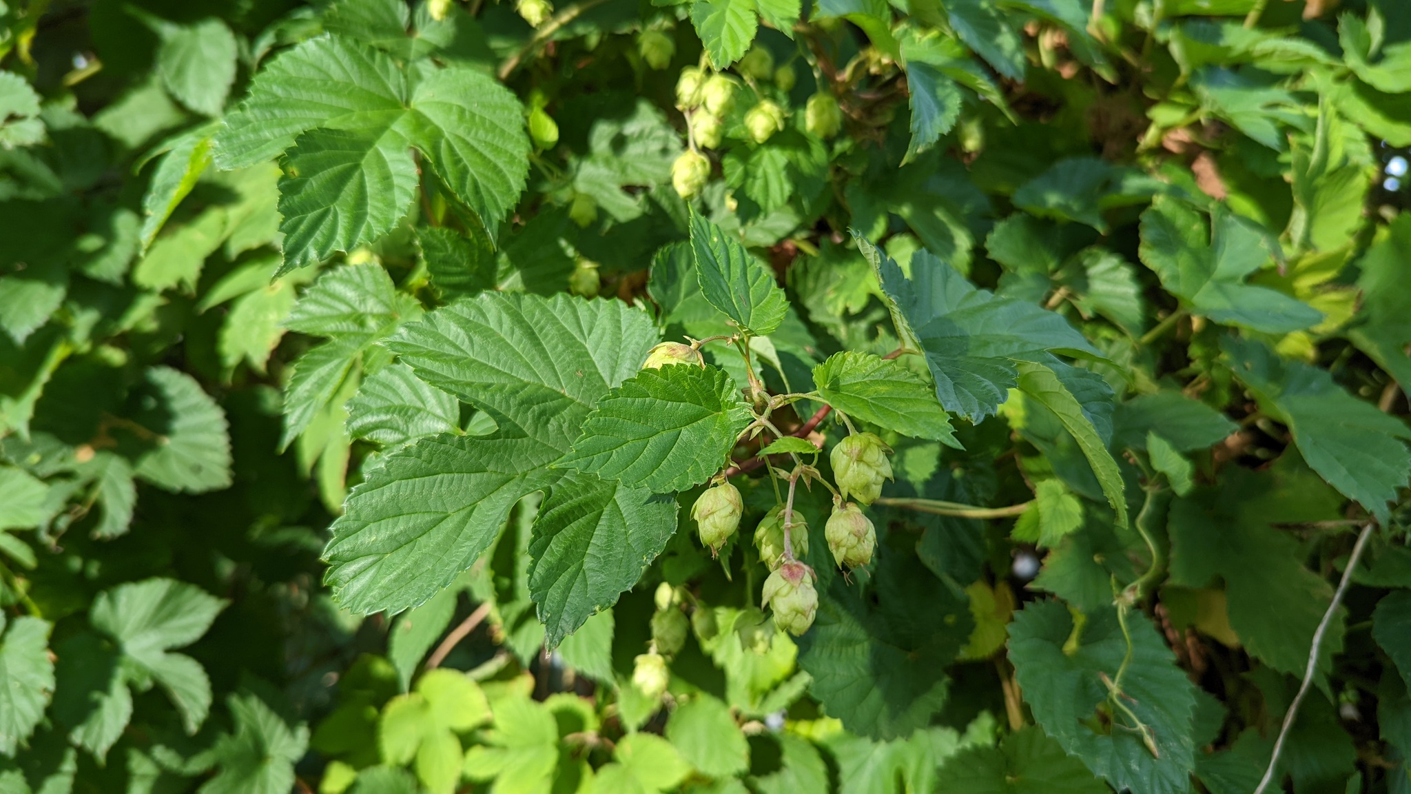 Lúpulo (Humulus lupulus)