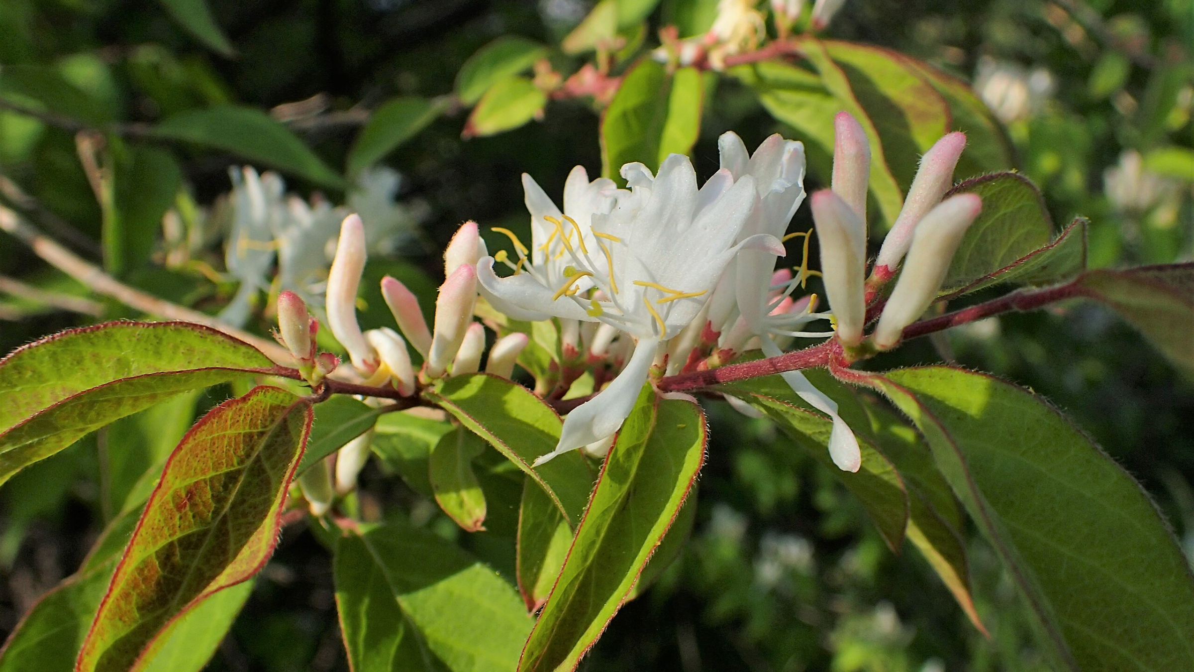 Madreselva de invierno (Lonicera fragrantissima)