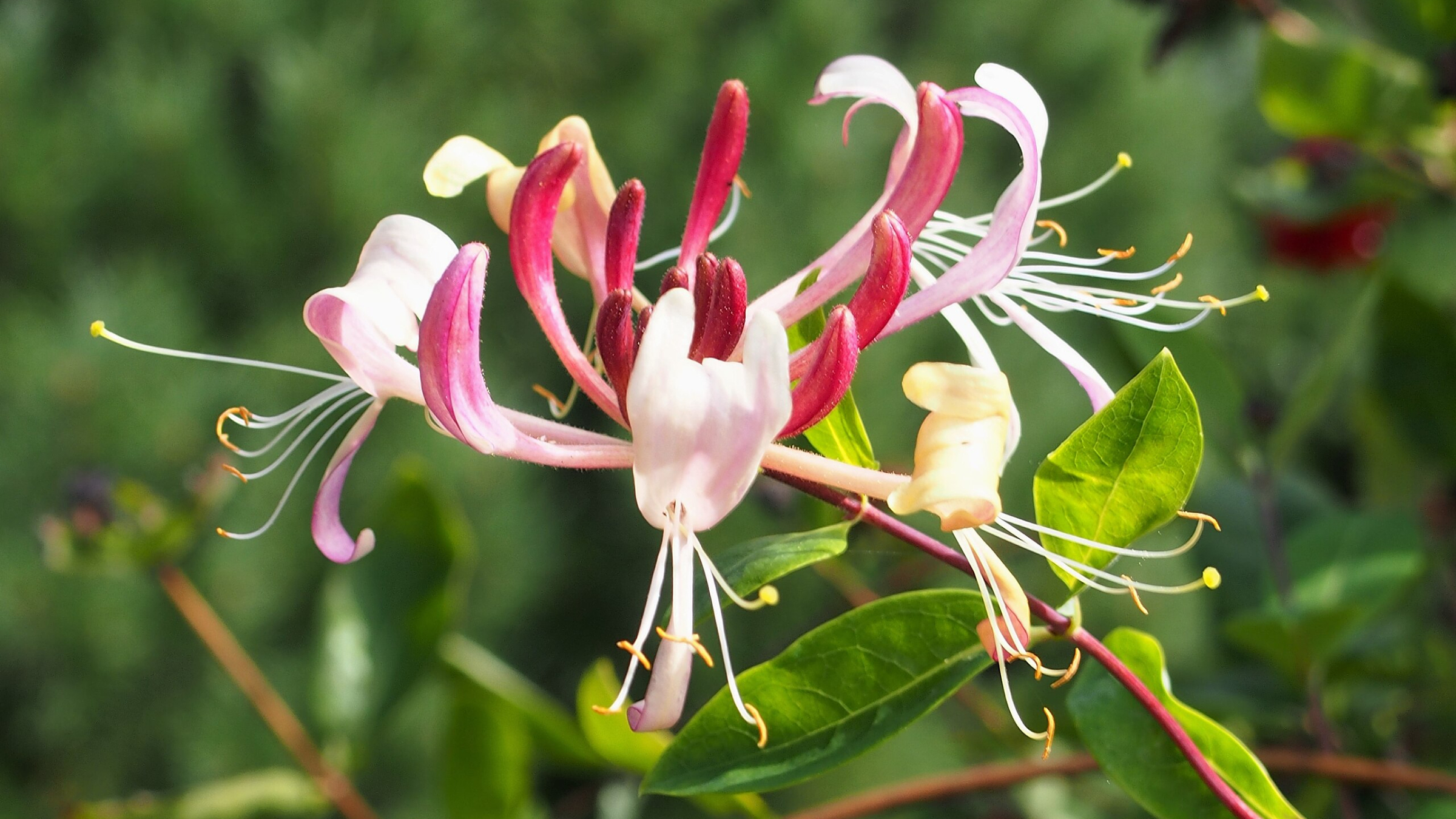 Madreselva europea (Lonicera periclymenum)