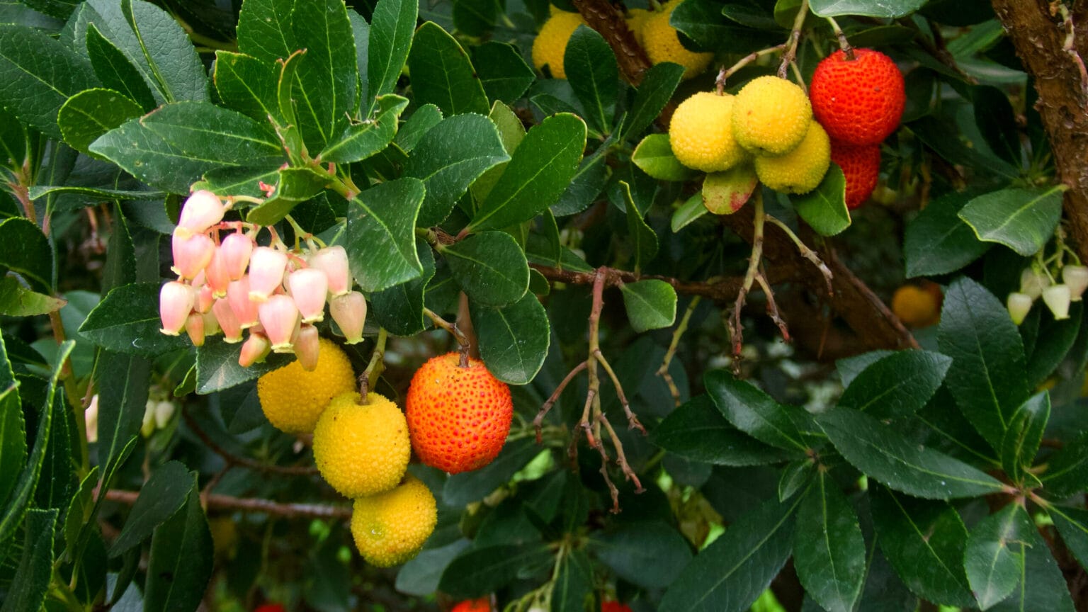 Madroño: cuidados (Arbutus unedo)