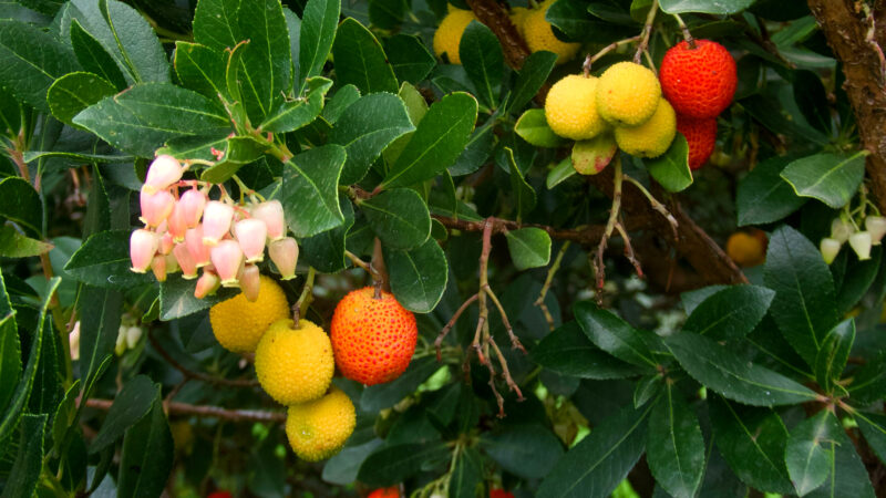 Cómo cuidar el madroño (Arbutus unedo)