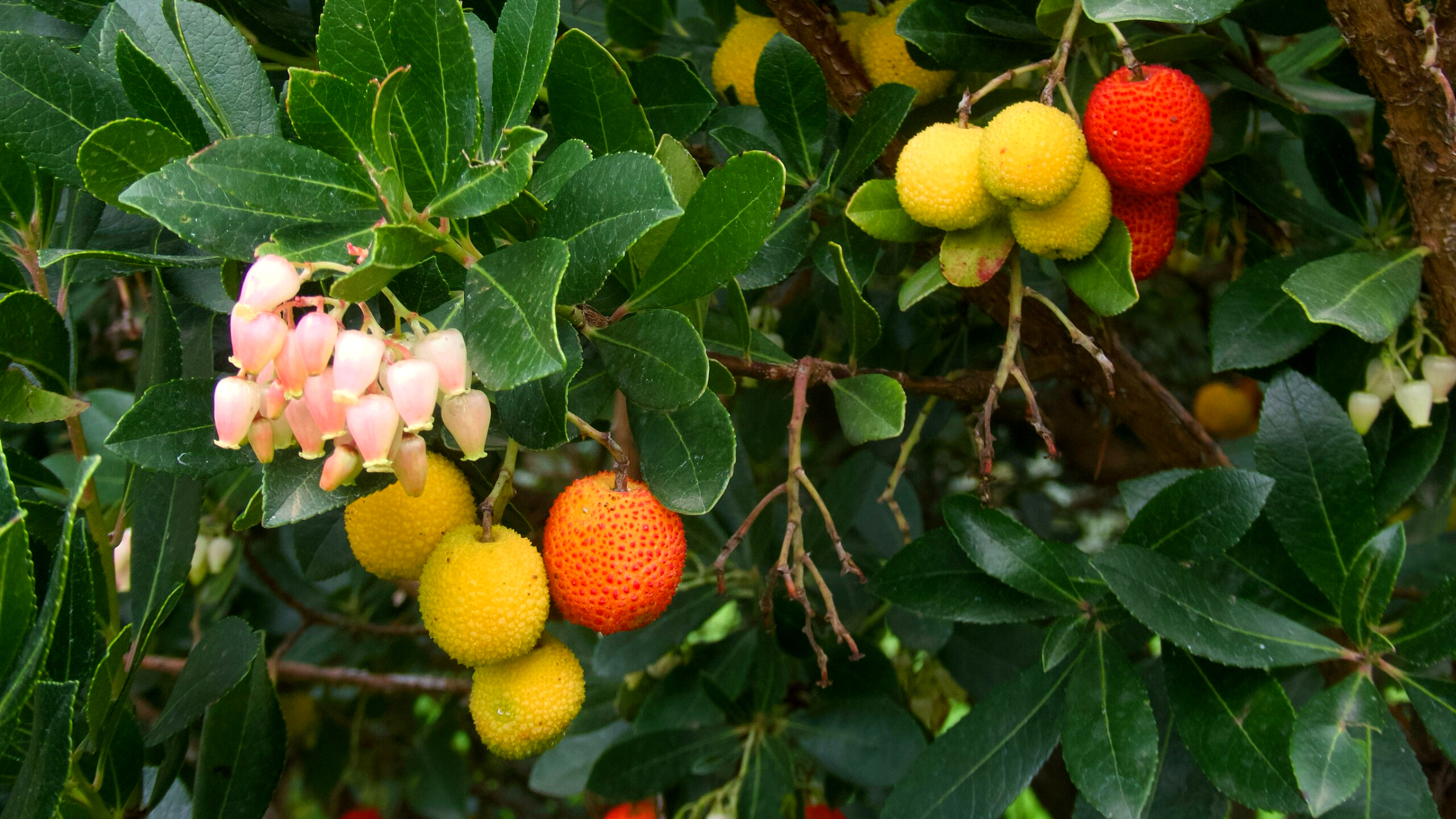 Madroño (Arbutus unedo)