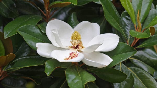 Cómo cuidar la magnolia (Magnolia grandiflora)