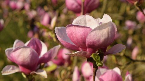 Cómo cuidar la magnolia tulipán (Magnolia soulangeana)