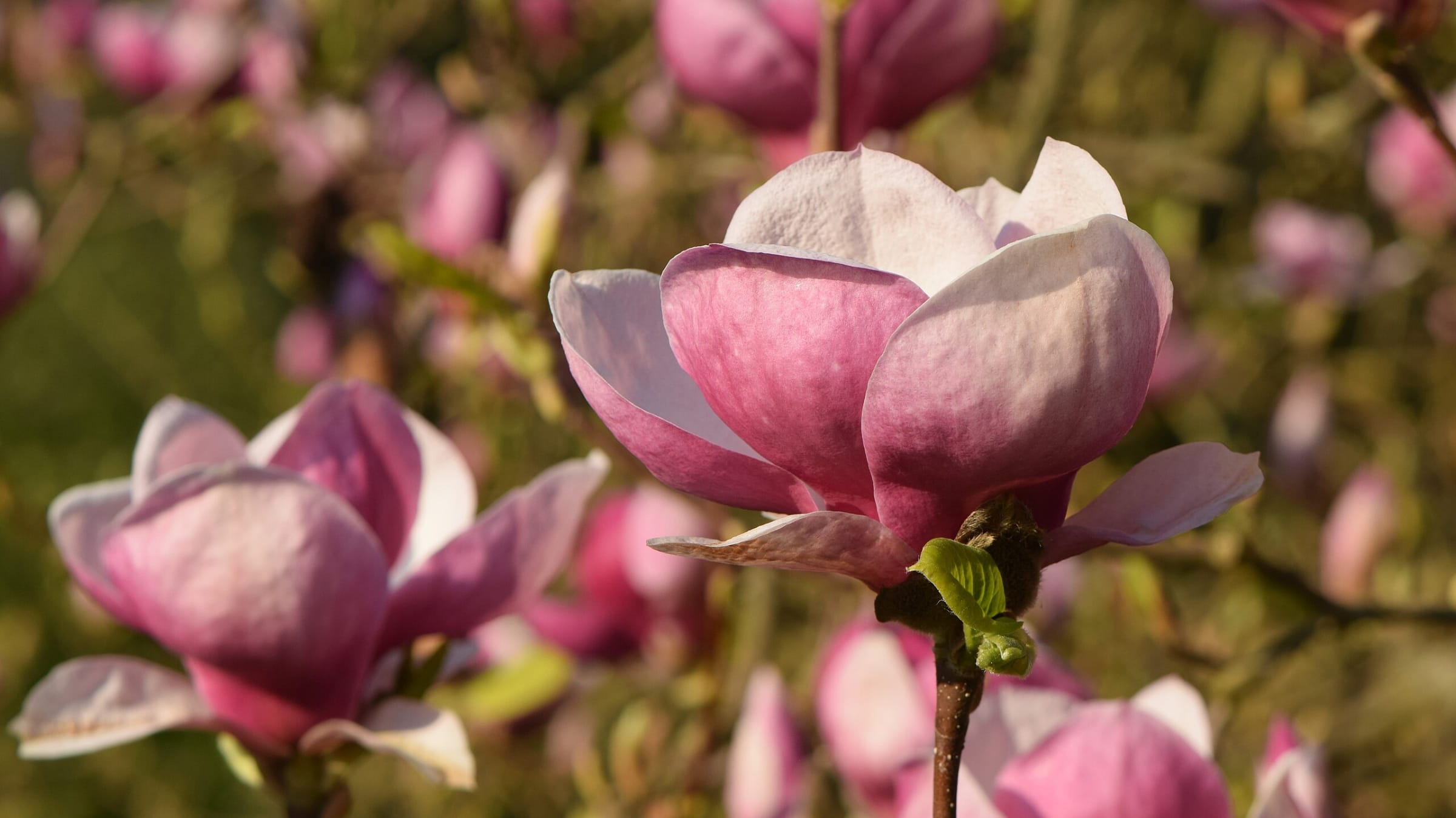 Magnolia tulipán (Magnolia soulangeana)