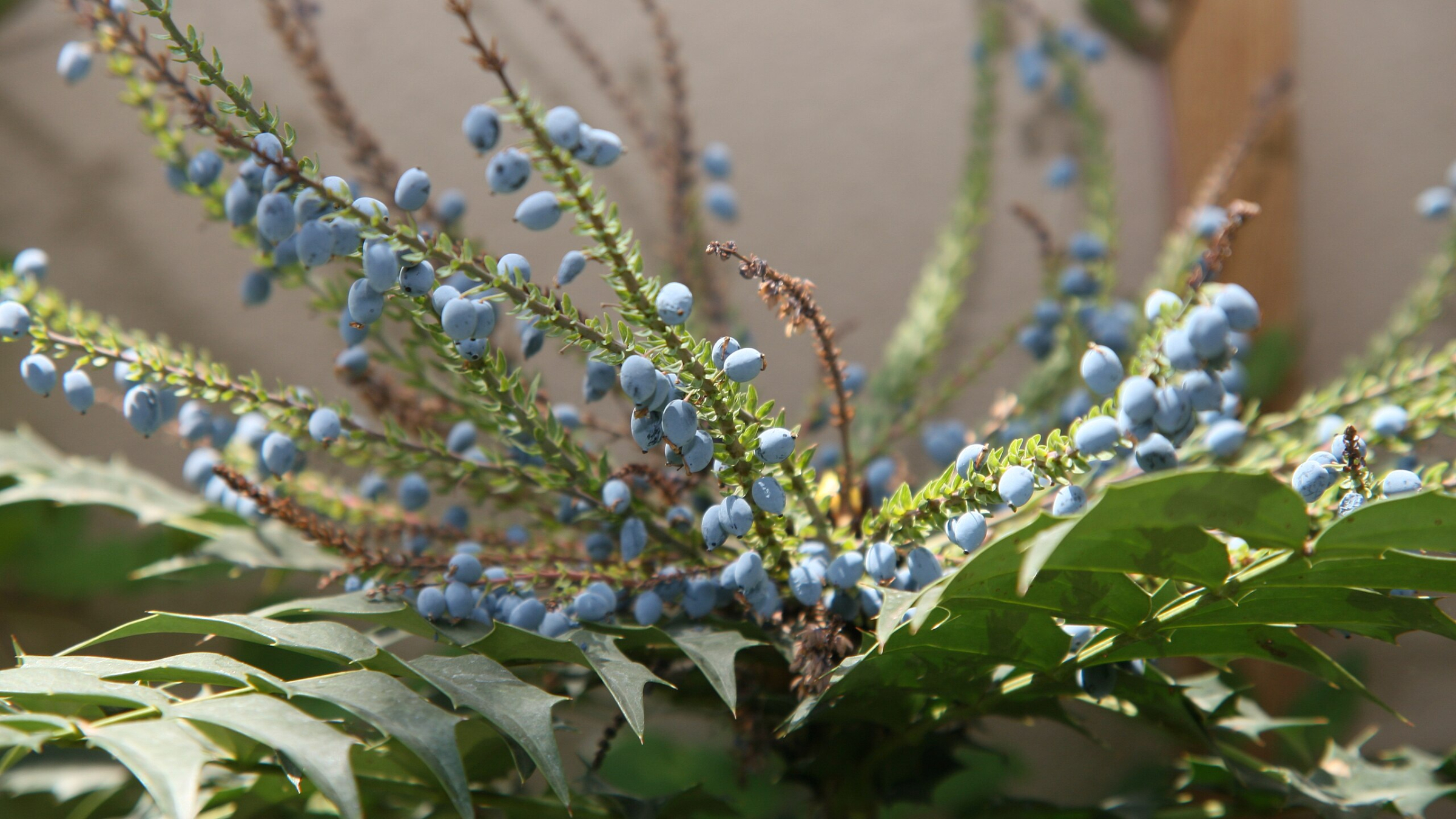 Mahonia de jardín (Mahonia × media)