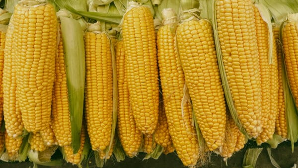 Cómo cuidar el maíz (Zea mays)