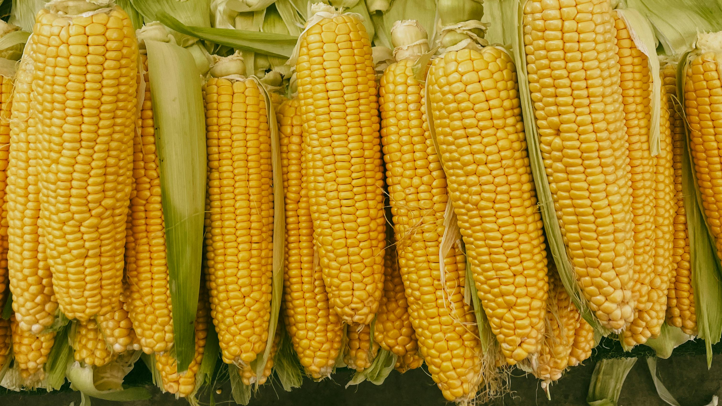 Maíz (Zea mays)