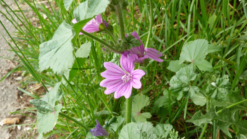 Cómo cuidar la malva (Malva sylvestris)