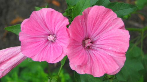 Cómo cuidar la malva real (Lavatera trimestris)