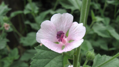 Cómo cuidar el malvavisco (Althaea officinalis)