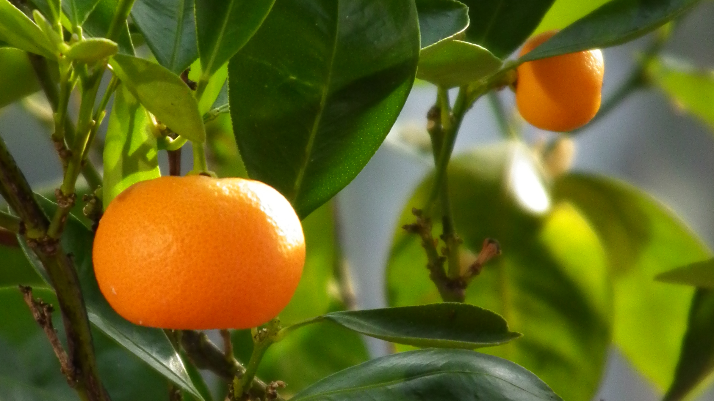 Mandarino (Citrus reticulata)