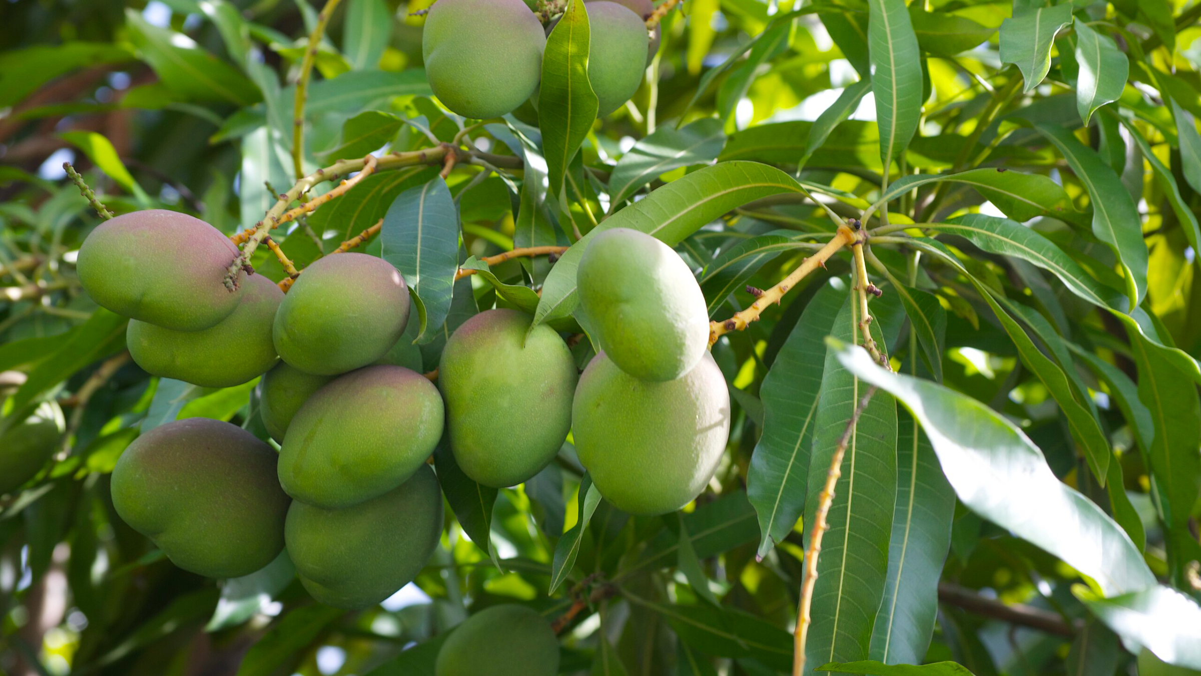 Mango (Mangifera indica)
