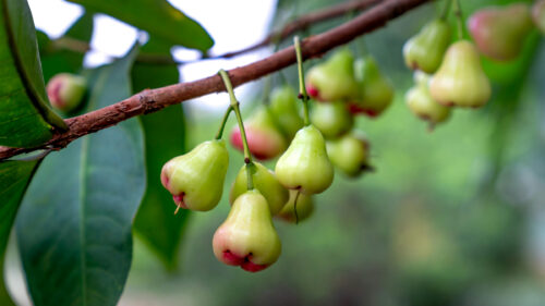 Cómo cuidar la manzana de agua (Syzygium malaccense)