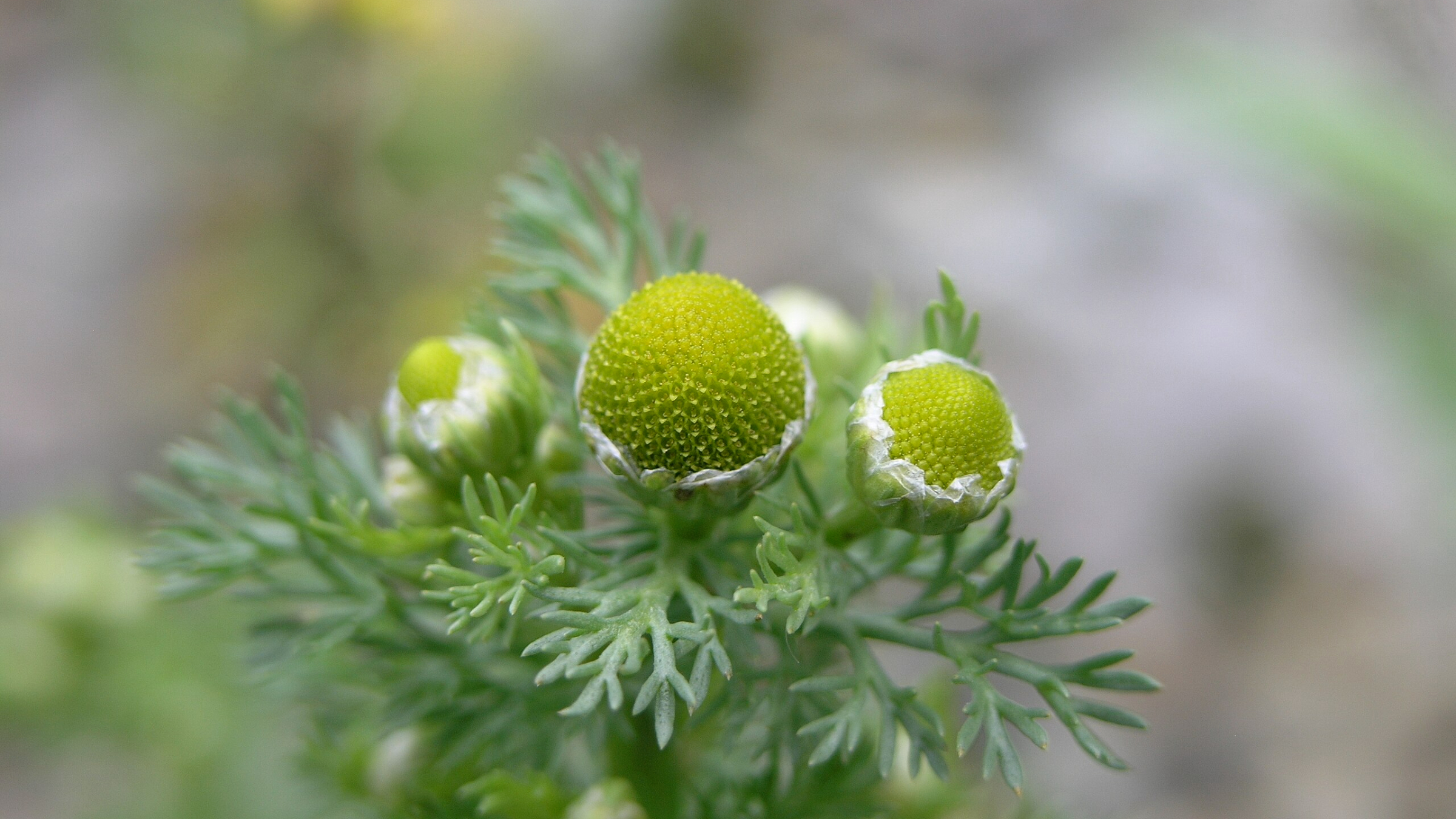 Manzanilla silvestre (Matricaria discoidea)