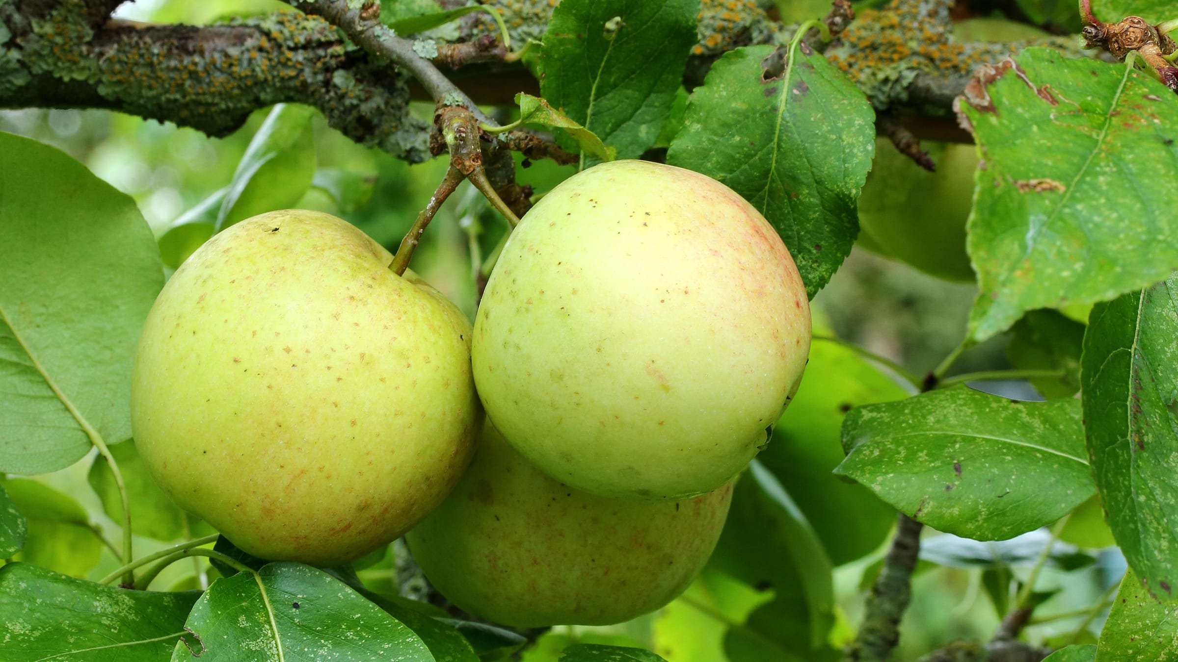 Manzano (Malus domestica)