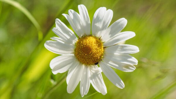 Cómo cuidar la margarita común (Leucanthemum vulgare)