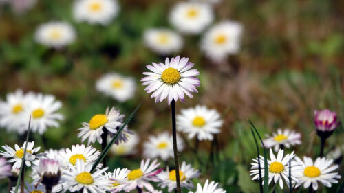 Cómo cuidar la margarita silvestre (Bellis perennis)