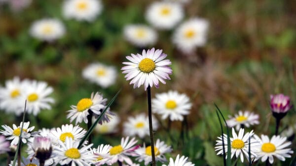 Cómo cuidar la margarita silvestre (Bellis perennis)
