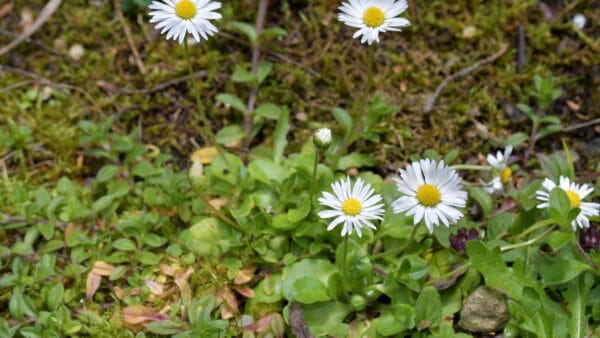 Cómo cuidar la margarita silvestre (Bellis perennis)