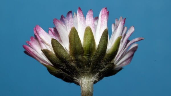 Cómo cuidar la margarita silvestre (Bellis perennis)