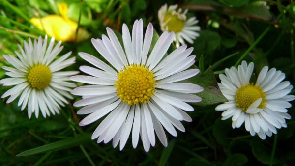 Cómo cuidar la margarita silvestre (Bellis perennis)