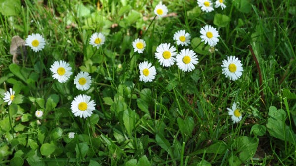 Cómo cuidar la margarita silvestre (Bellis perennis)