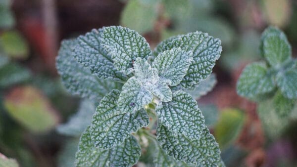 Cómo cuidar el marrubio (Marrubium vulgare)