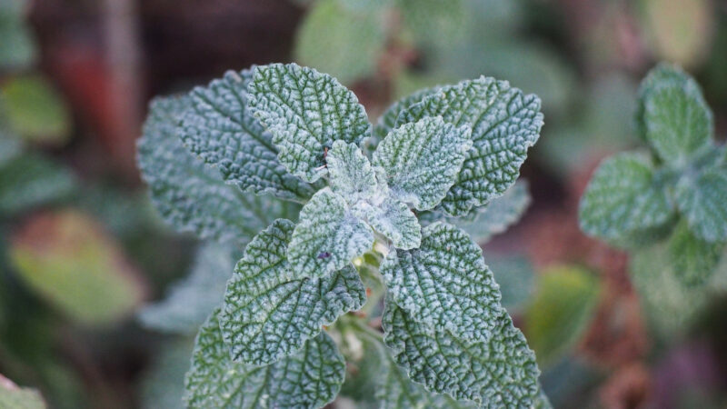 Cómo cuidar el marrubio (Marrubium vulgare)