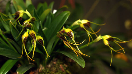 Cómo cuidar la masdevallia (Masdevallia spp.)