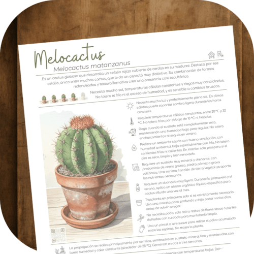 Cómo cuidar el melocactus (Melocactus matanzanus)