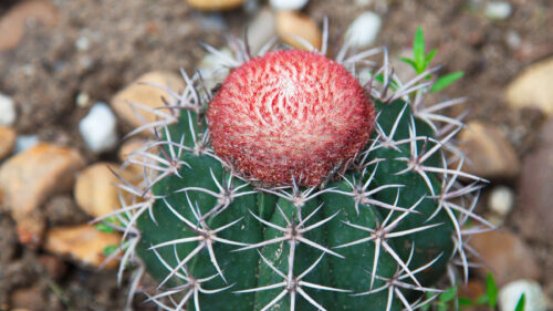 Cómo cuidar el melocactus (Melocactus matanzanus)