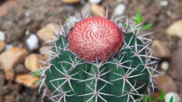 Cómo cuidar el melocactus (Melocactus matanzanus)