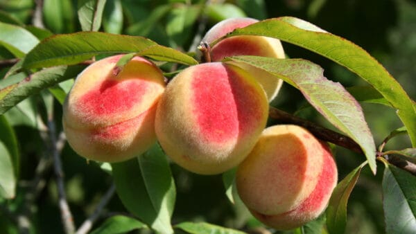 Cómo cuidar el melocotonero (Prunus persica)