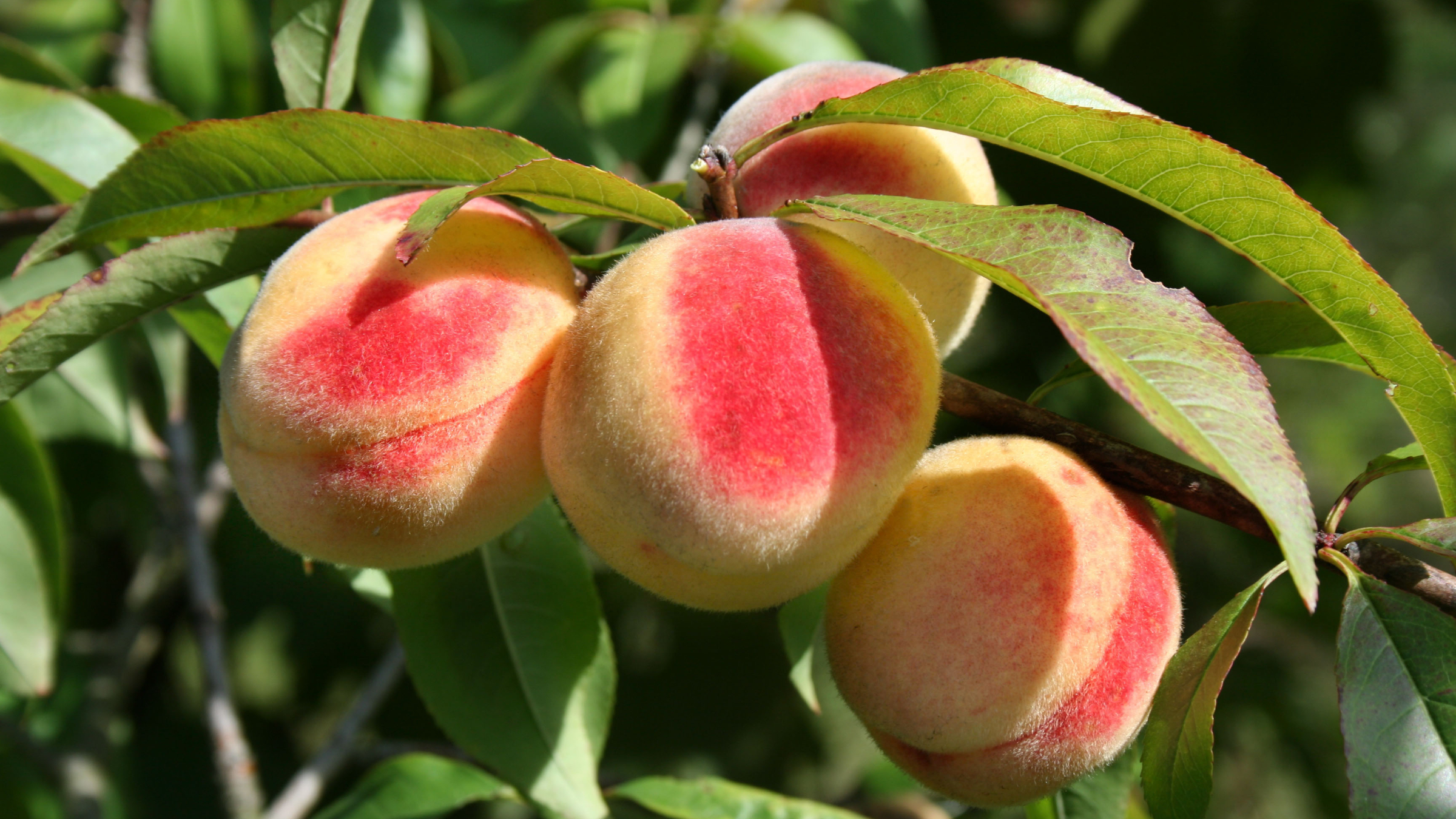 Melocotonero (Prunus persica)