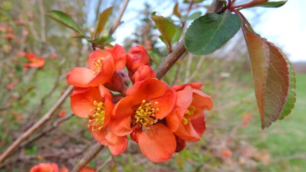 Cómo cuidar el membrillero japonés (Chaenomeles japonica)