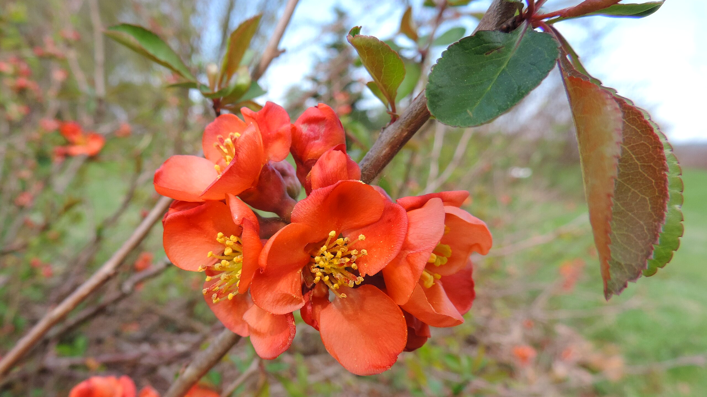 Membrillero japonés (Chaenomeles japonica)