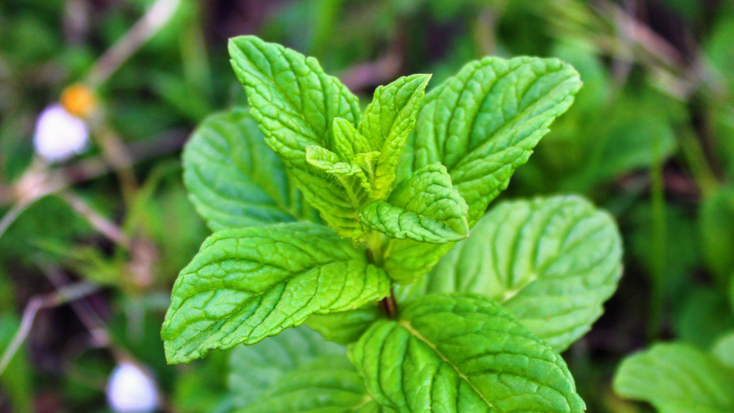 Menta piperita (Mentha × piperita)