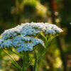 Cómo cuidar la milenrama (Achillea millefolium)