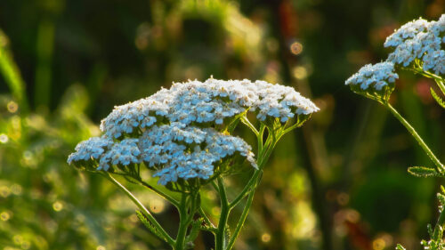 Cómo cuidar la milenrama (Achillea millefolium)