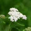 Cómo cuidar la milenrama (Achillea millefolium)