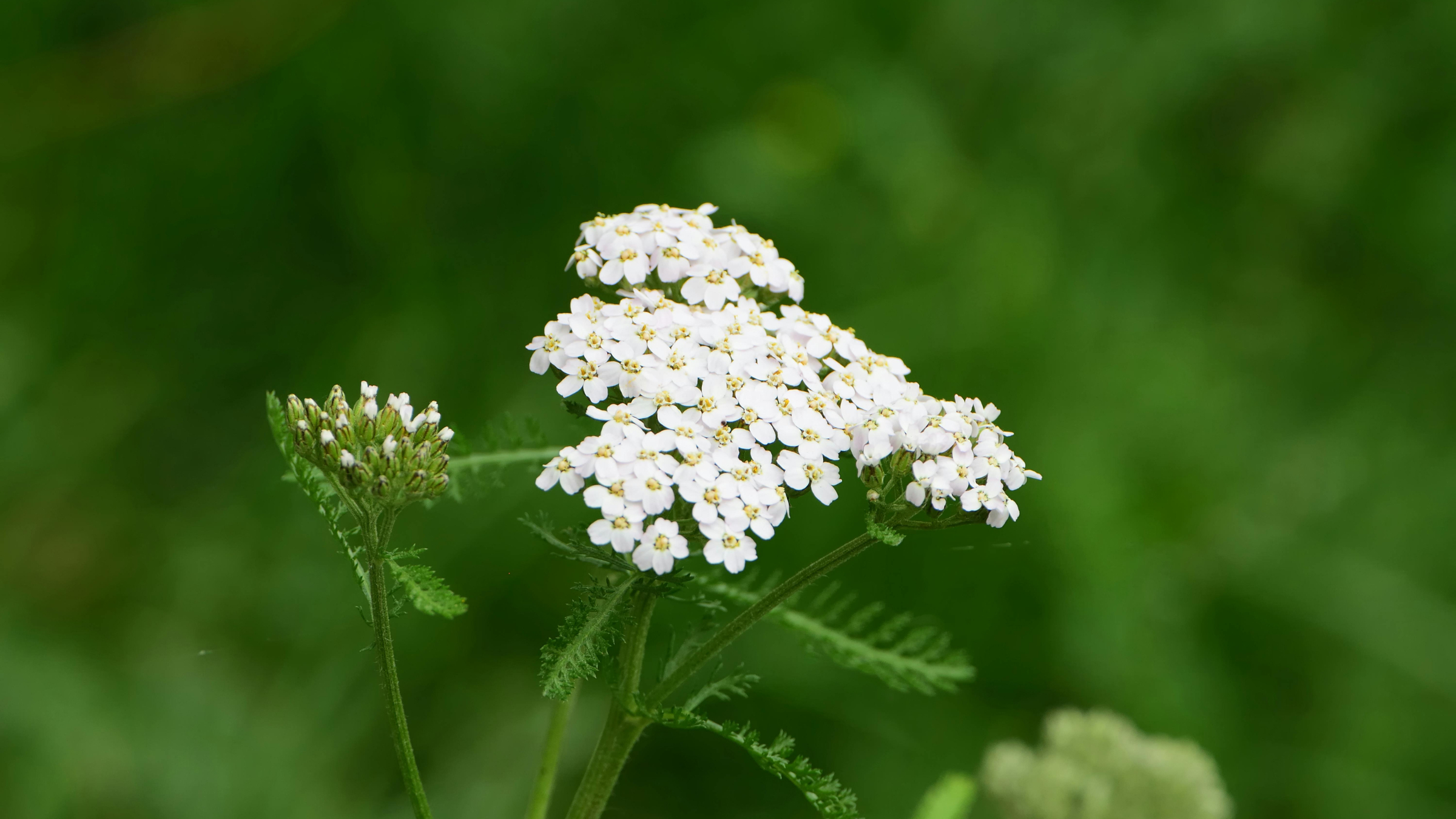 Milenrama (Achillea millefolium)