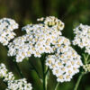 Cómo cuidar la milenrama (Achillea millefolium)