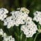 Cómo cuidar la milenrama (Achillea millefolium)