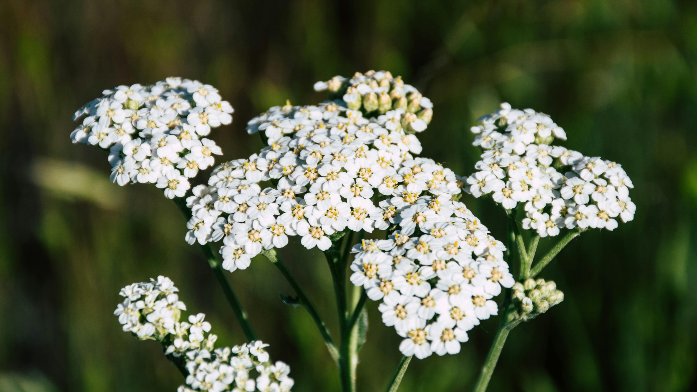 Milenrama (Achillea millefolium)